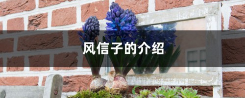 风信子的介绍，风信子有毒吗