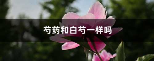 芍药和白芍一样吗，白芍是芍药花的根吗