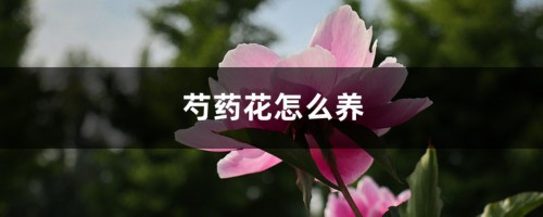 芍药花怎么养，芍药花图片