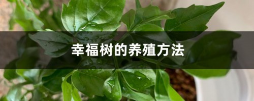 幸福树的养殖方法